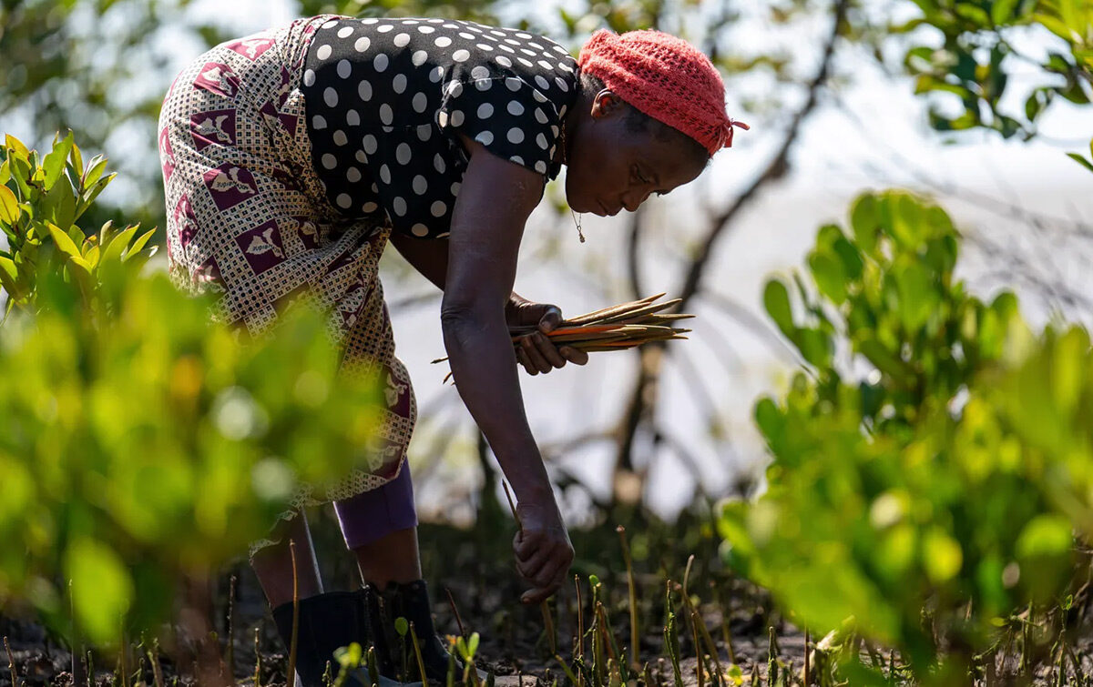 Maputo Tree Mozambique – Replant The Planet